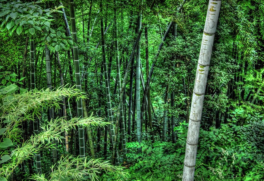 Bamboo, Vegetation, green, forest, nature, green color, woodland HD wallpaper