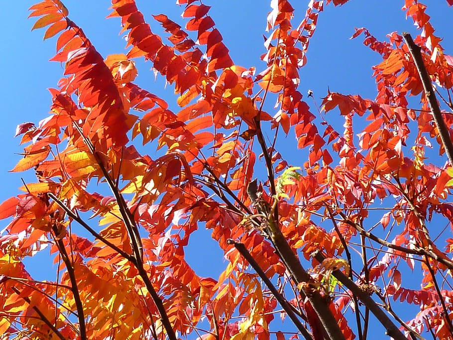 Leaves, Tree, Fall, Plant, autumn, nature, branch, twig, leaf HD wallpaper