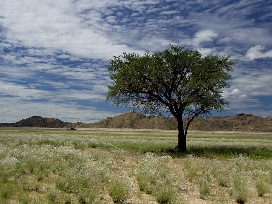 namibia, africa, tree, clouds, travel, sky, landscape, nature HD wallpaper