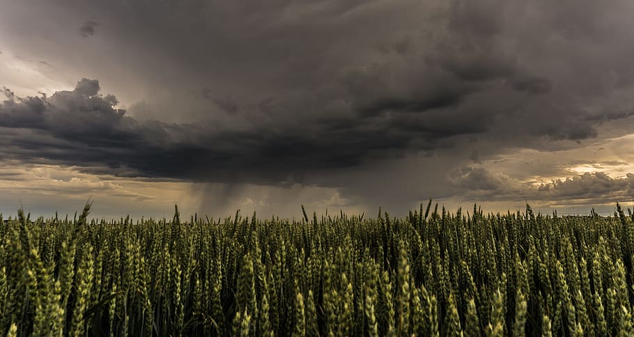 green grass field, Thunderstorm, Cloud, Weather, cloud formation, HD wallpaper