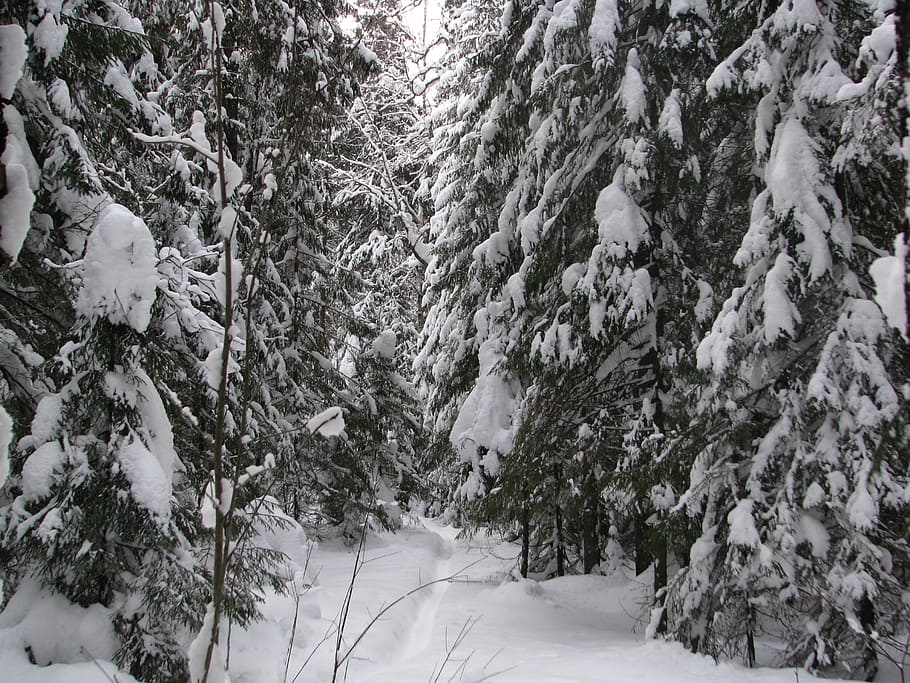 winter, forest, trail, walking, winter forest, snow, landscape HD wallpaper