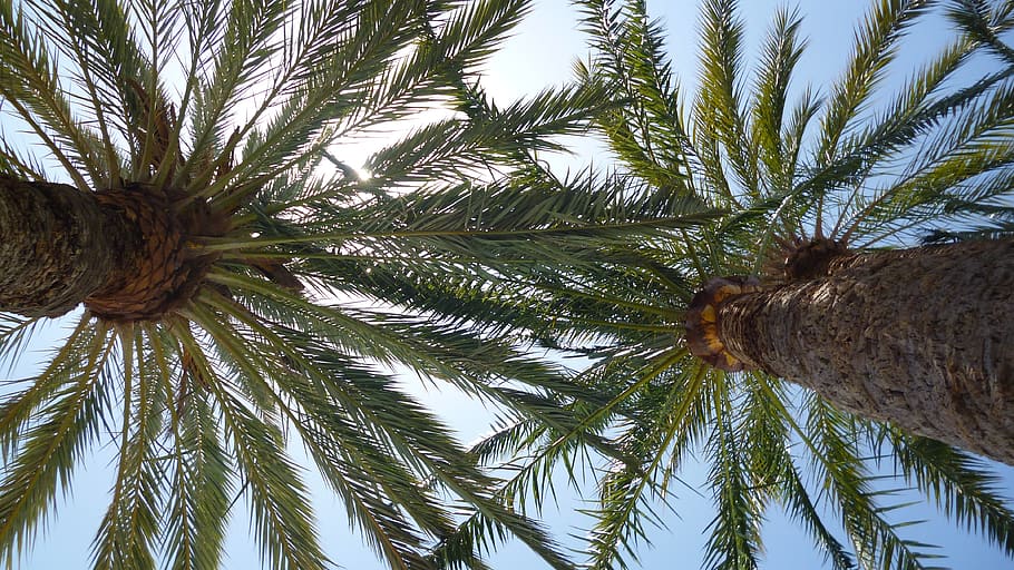 palm, sunlight, summer, palm tree, plant, growth, low angle view HD wallpaper