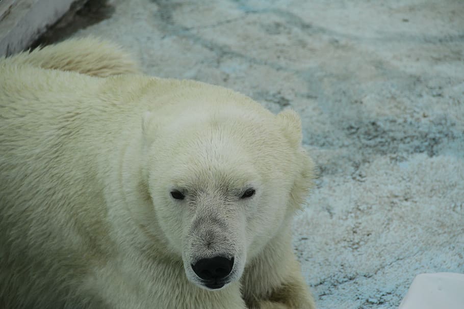 white bear, zoo, one animal, animal themes, polar bear, mammal HD wallpaper