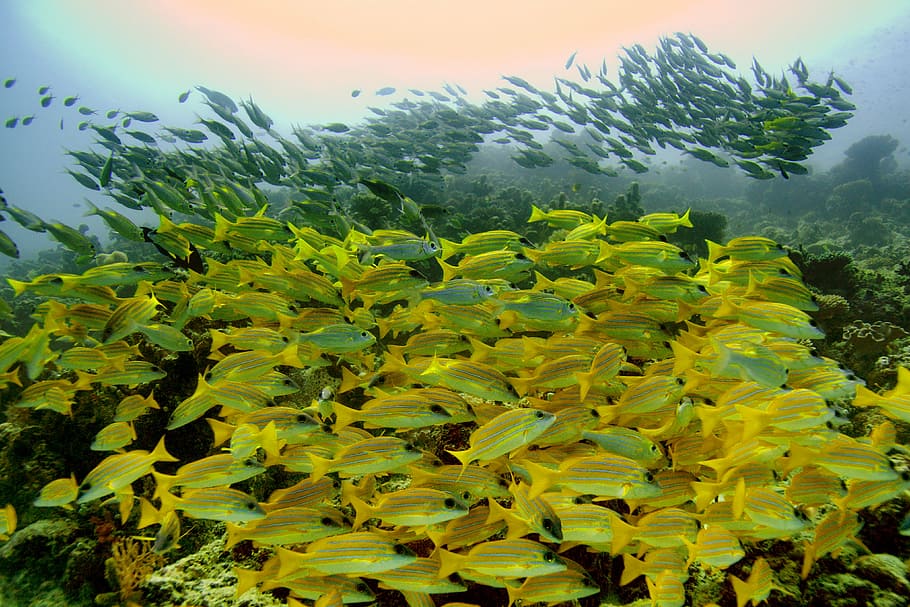 school of yellow fish, ocean, sea, grumpy, diving, clear sea HD wallpaper