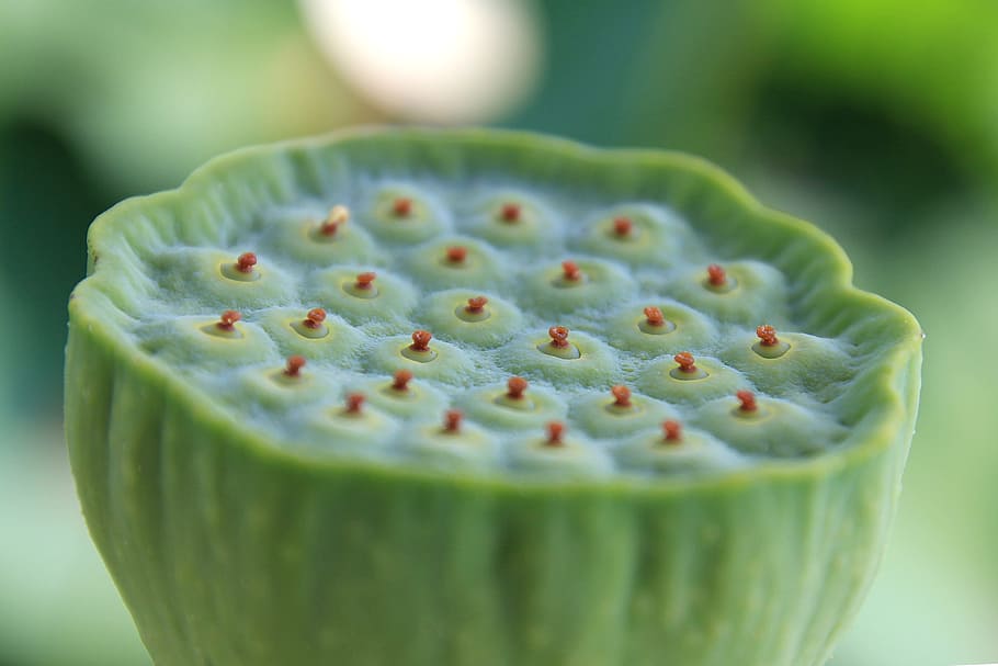 lotus fruit, plant, natural, seed, fresh, agriculture, flower, HD wallpaper
