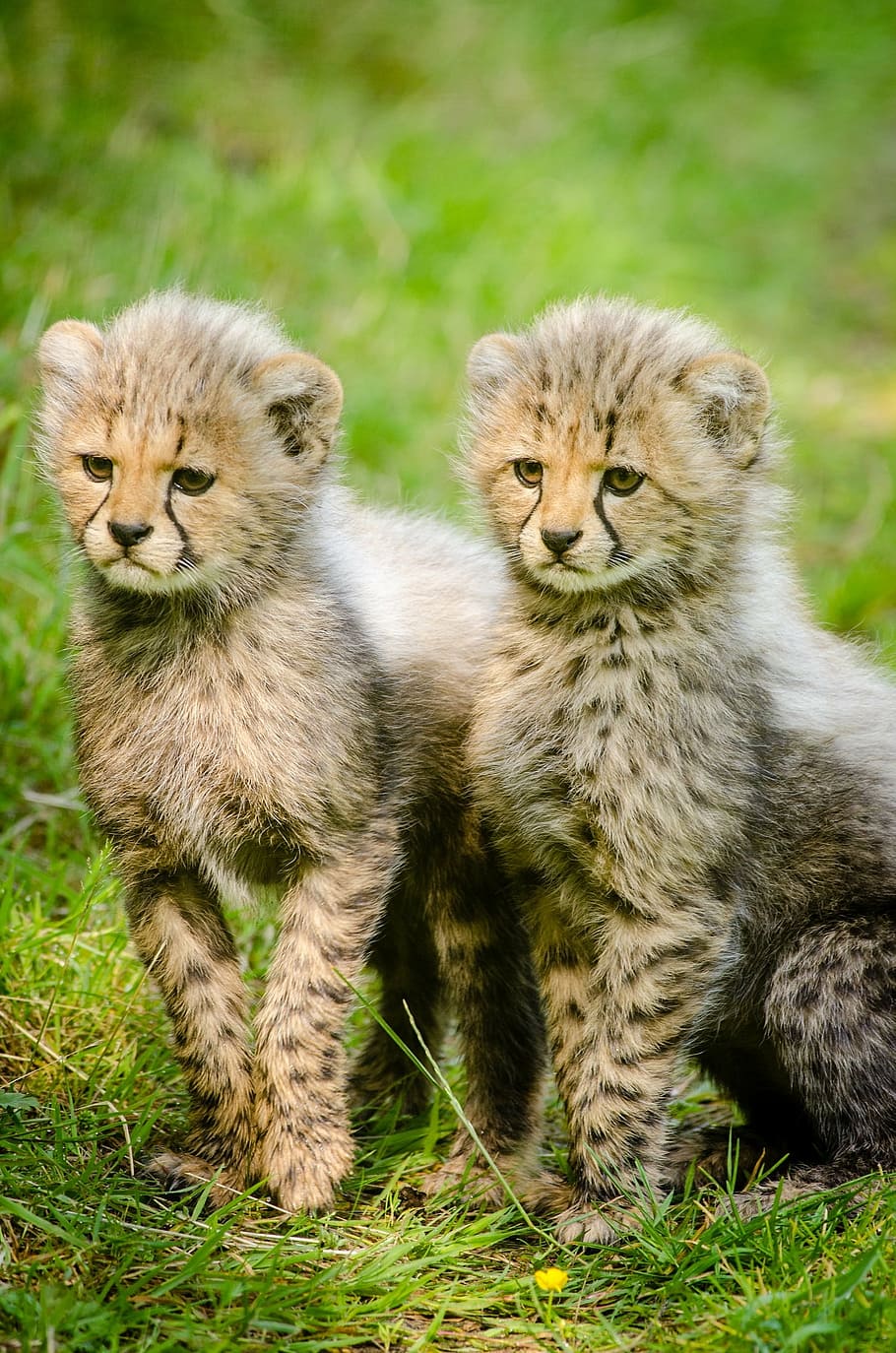 two baby cheetahs, cubs, together, big cats, africa, wild, nature HD wallpaper