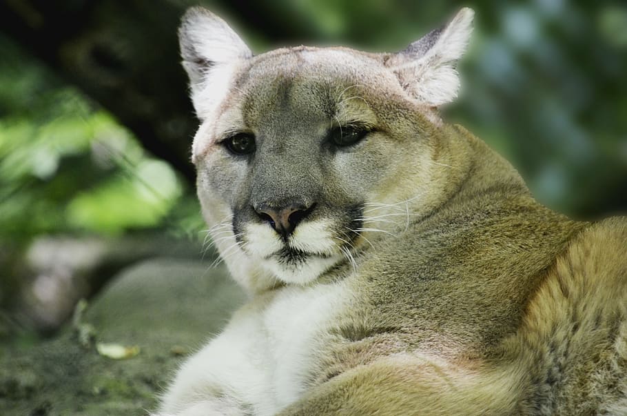 brown cheetah, puma, mountain lion, predator, dangerous, big cat HD wallpaper