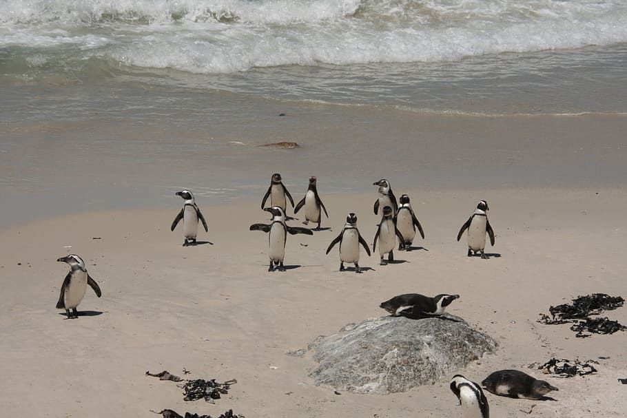 Penguins, Beach, bolders beach, sea, day, water, nature, outdoors HD wallpaper