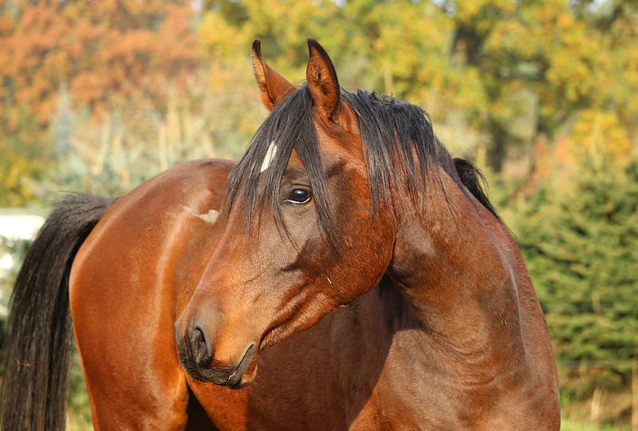 brown horse at daytime, black horse, stallion, thoroughbred arabian, HD wallpaper