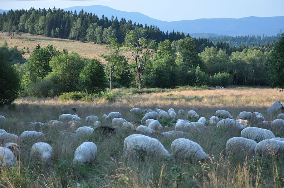 rams, sheep, animals, landscape, plant, tree, field, beauty in nature HD wallpaper