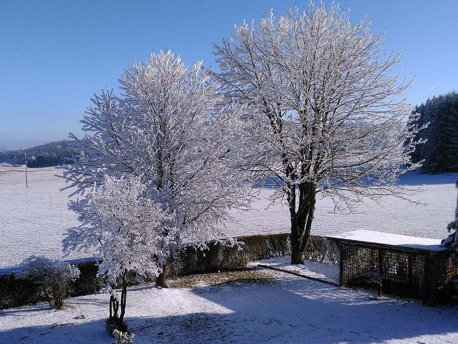 winter, hoarfrost, wintry, trees, snow, nature, blue, white HD wallpaper