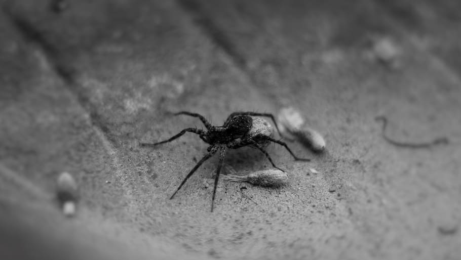 spider, legs, black, small, nasty, shell, summer, invertebrate HD wallpaper