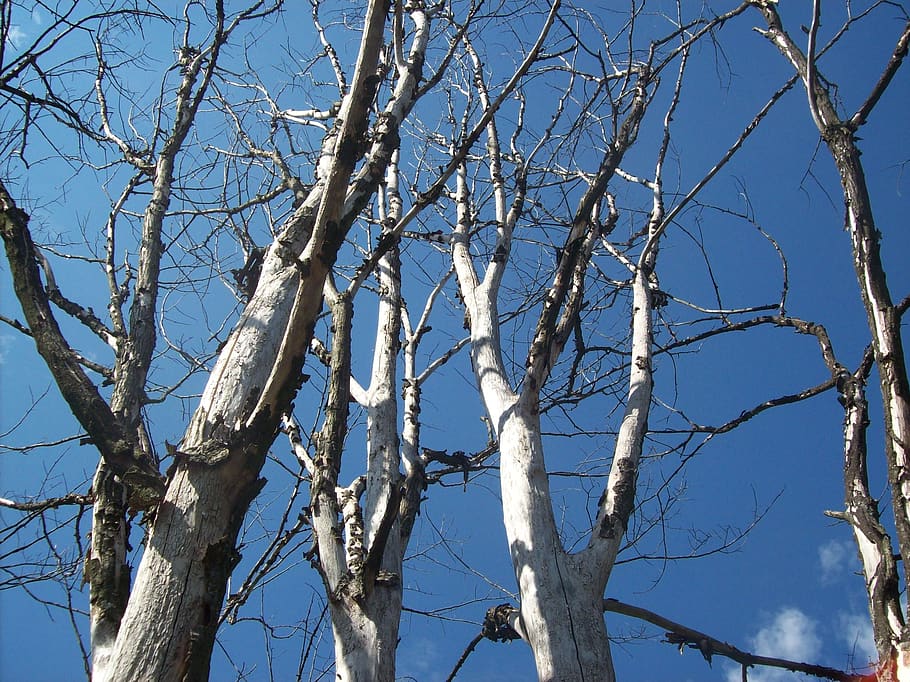 dead, forest, giant, tree, low angle view, branch, bare tree HD wallpaper