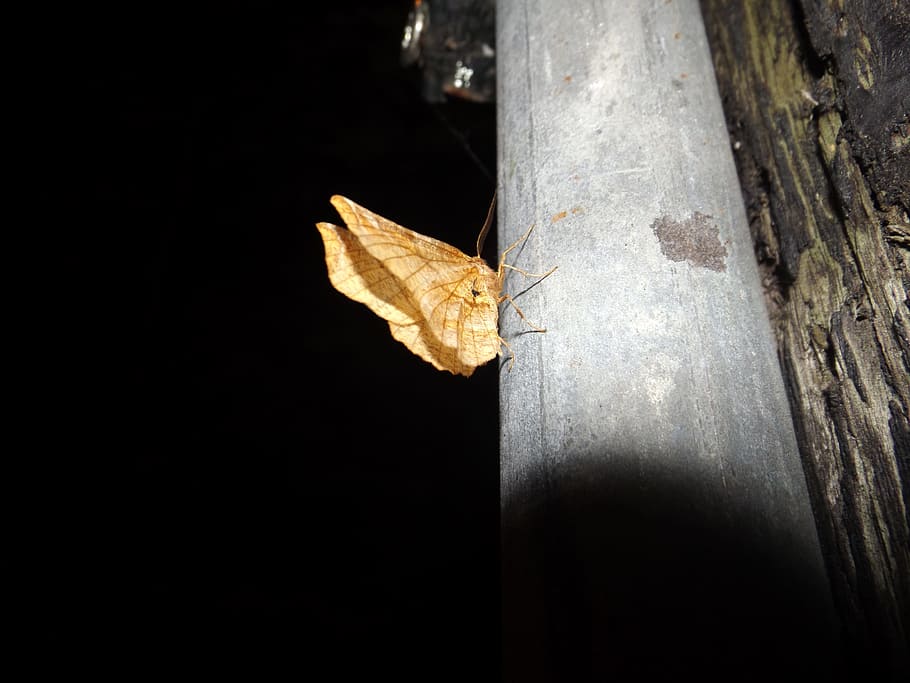 night, motte, insect, light, plant part, leaf, autumn, change HD wallpaper