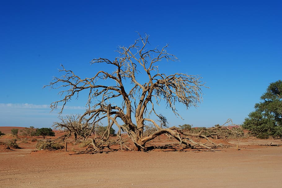 namibia, africa, sossusvlei, desert, sand, hot, dry, landscape, HD wallpaper
