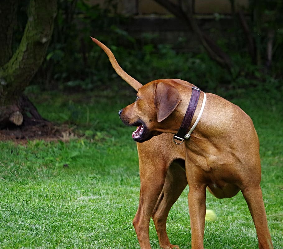 dog, ridgeback, rhodesian, one animal, animal themes, canine HD wallpaper