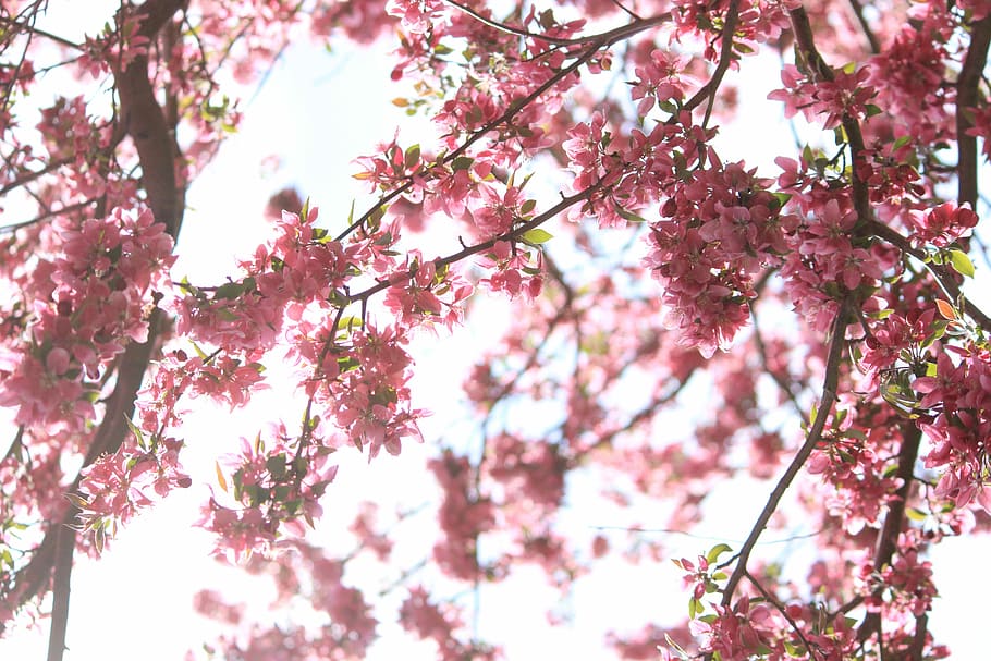 shallow focus photography of cherry blossom, Cherry Blossoms HD wallpaper