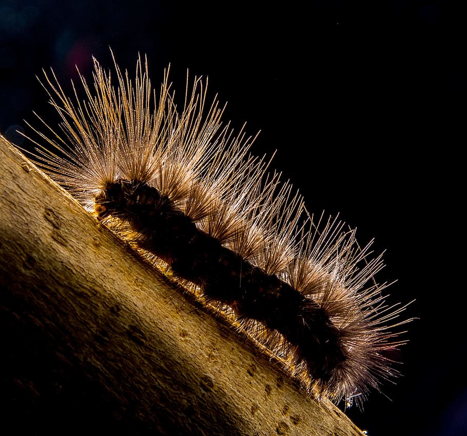 Caterpillar, Hairy, Close, nature, animal, animal body part HD wallpaper