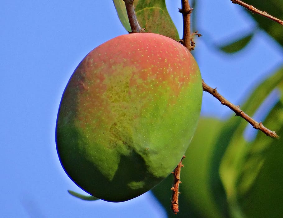 mango, mangifera indica, about ripe, tropical fruit, mango tree