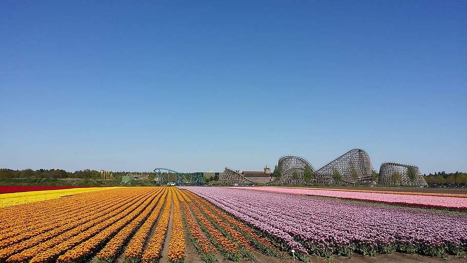 Flowers, Roller Coaster, Venlo, agriculture, field, rural scene HD wallpaper