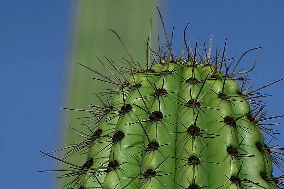 thorns, green, cactus, flowers, plants, flora, succulent plant HD wallpaper