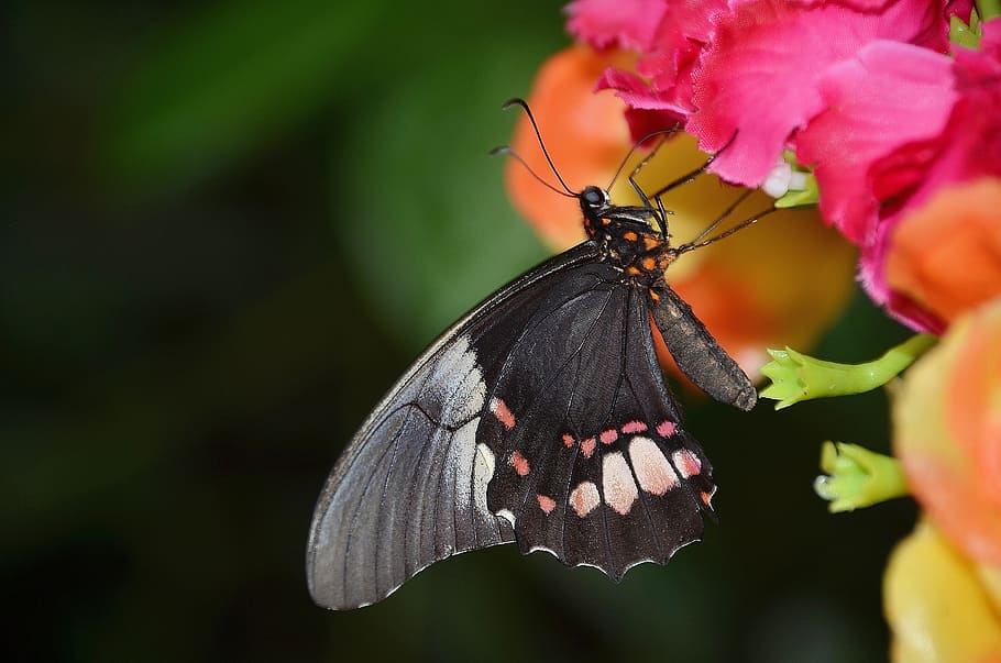 Black, Butterfly, Insect, butterflies, animal, flying insect HD wallpaper