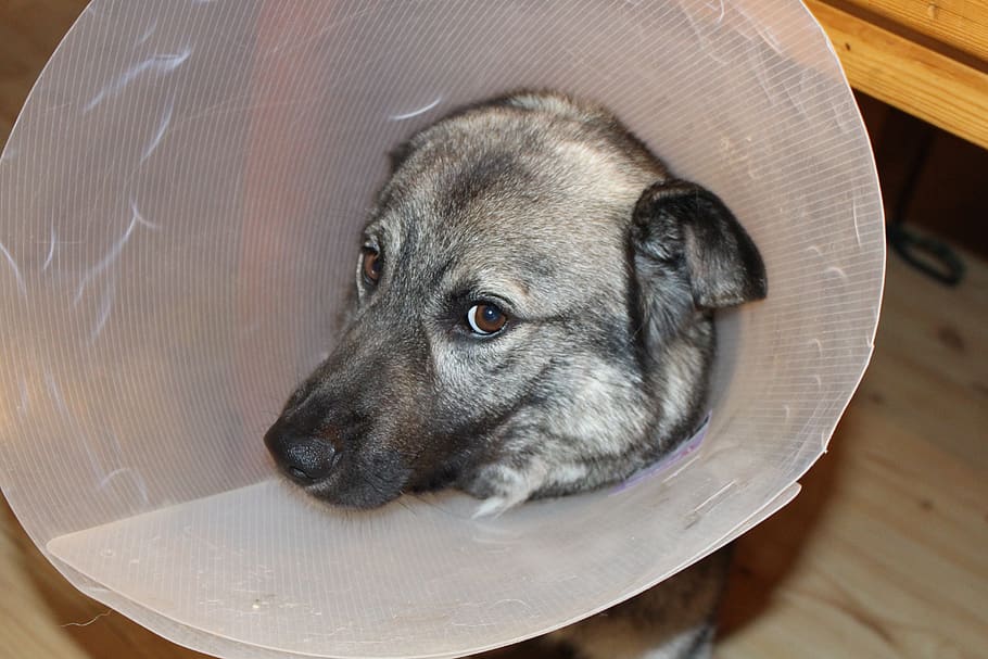 sick dog, elkhound, funnel, veterinary visits, one animal, domestic, HD wallpaper