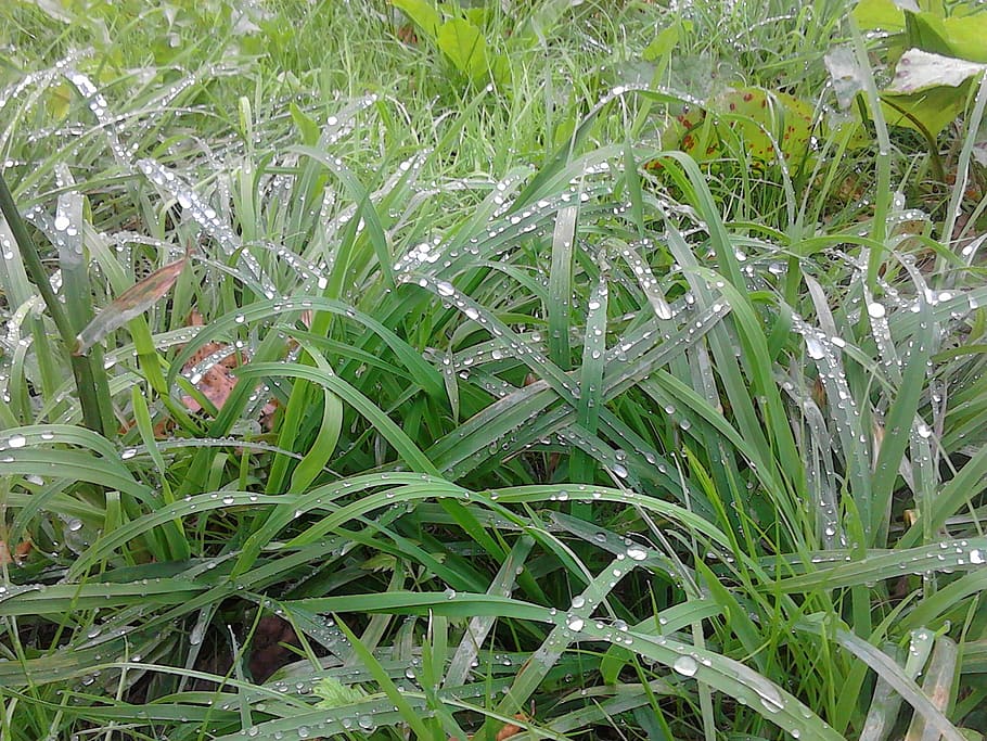 grass, green, nature, growth, plant, green color, beauty in nature HD wallpaper