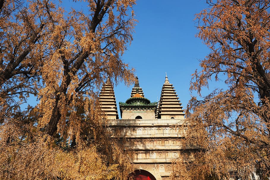 Temple trees. Дерево в храме джунлимяо.