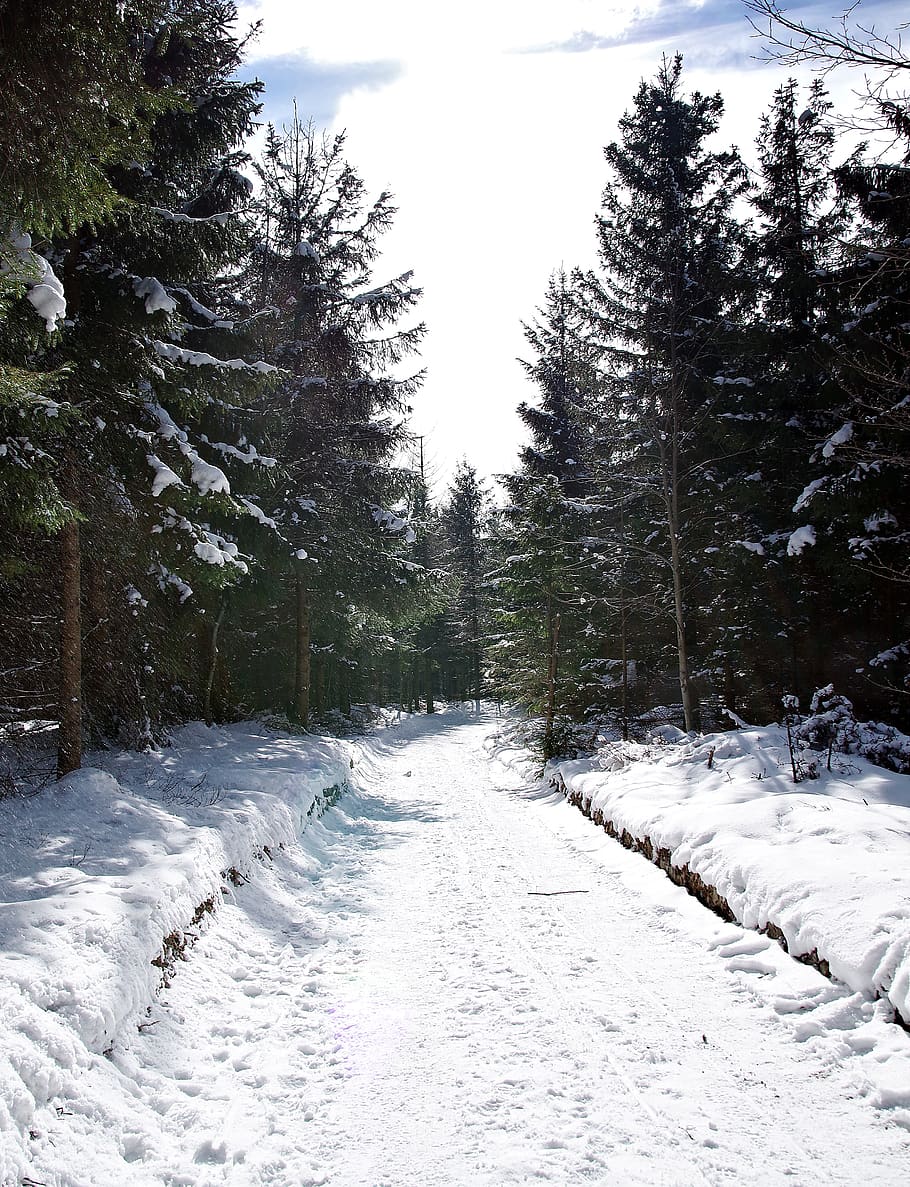 way, the path, snow, winter, cold, tree, frost, forest, mountains HD wallpaper