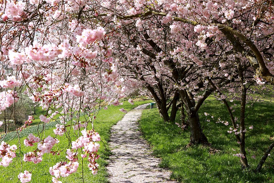 gray pathway beside cherry blossom trees during daytime, Cherry, Blossom HD wallpaper