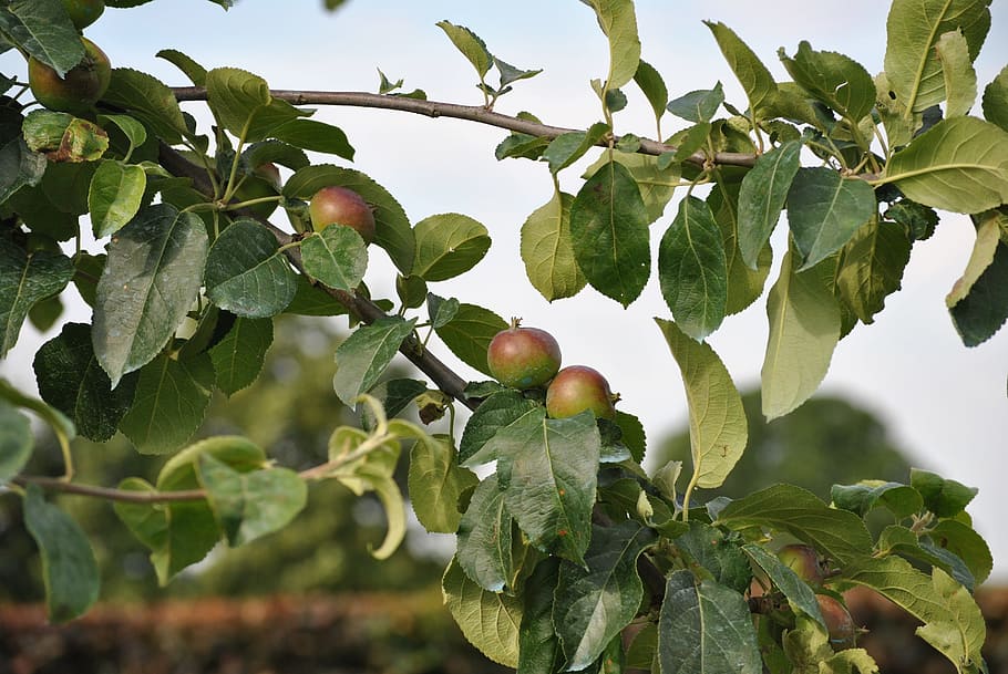 leaf, fruit, tree, food, plant, food and drink, healthy eating HD wallpaper