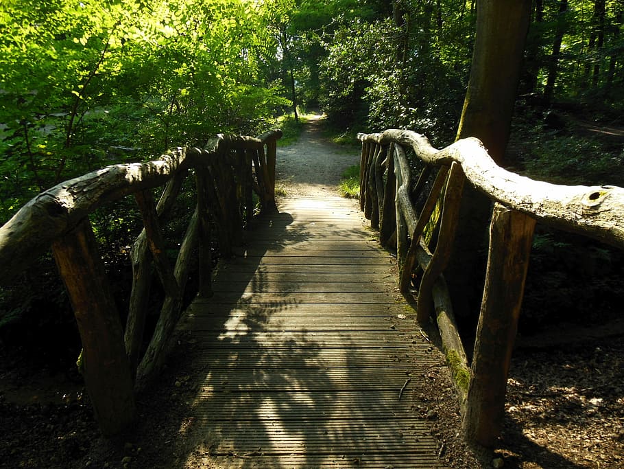Bridge, Forest, Landscape, outdoors, tree, nature, animal wildlife HD wallpaper