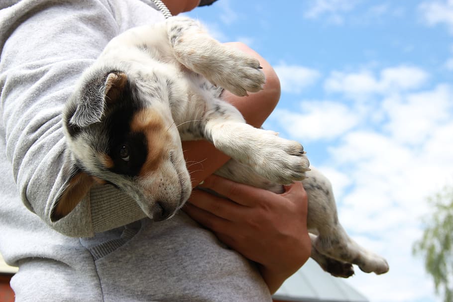 dog, puppy, sky, animals, mammal, domestic animals, pets, one animal HD wallpaper
