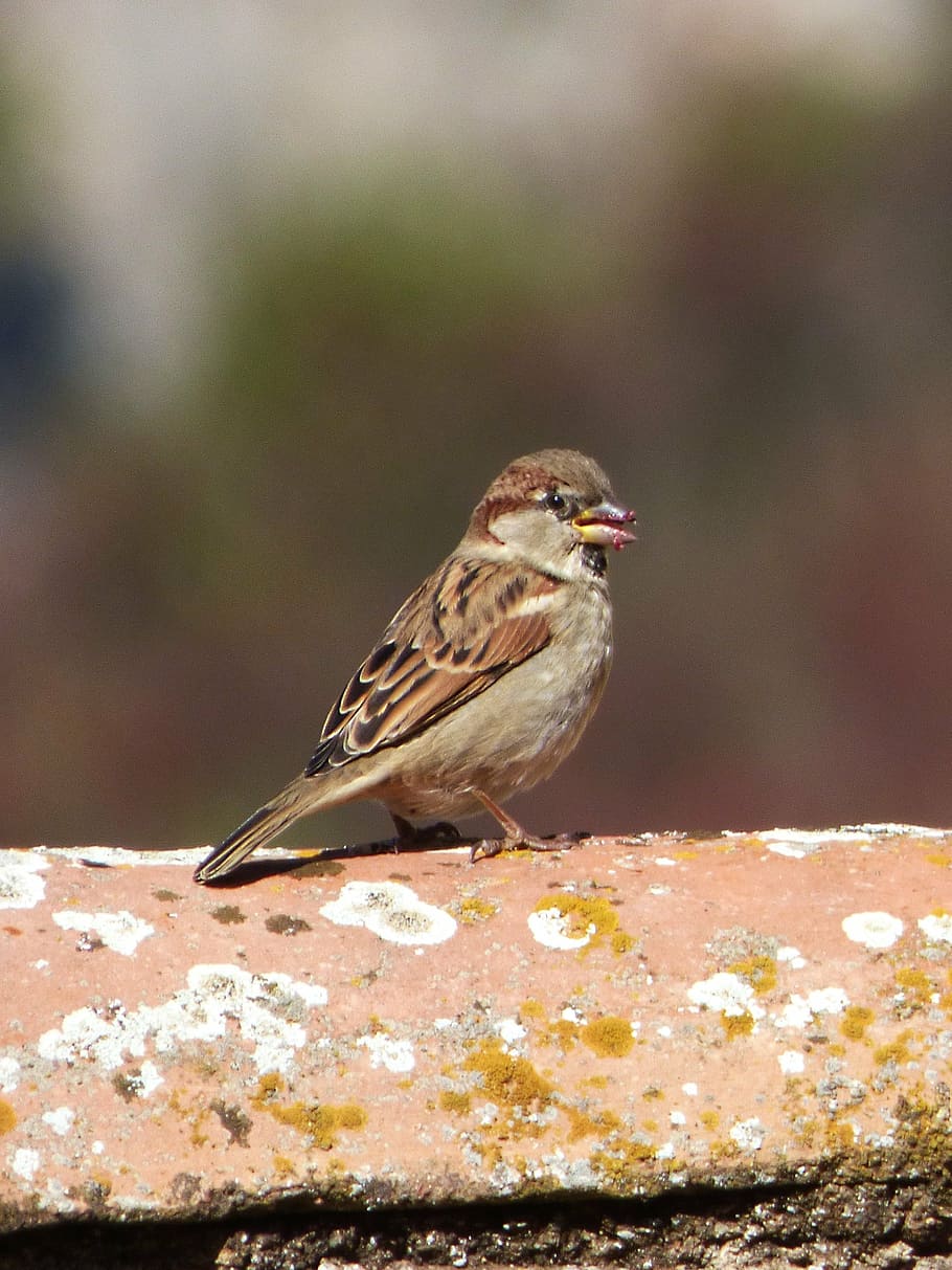 sparrow, pardal, bird, roof, eat, animals in the wild, animal wildlife HD wallpaper