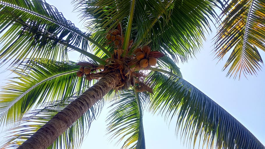 Palm Tree, Cocos, Palma, tropical Climate, nature, summer, blue, HD wallpaper