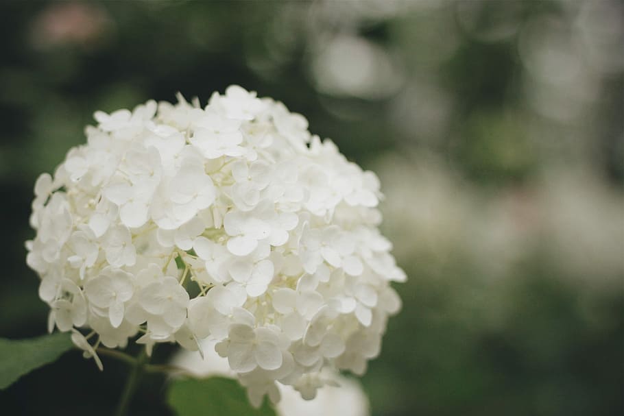 close up photography of white petaled flower, nature, plant, close-up HD wallpaper