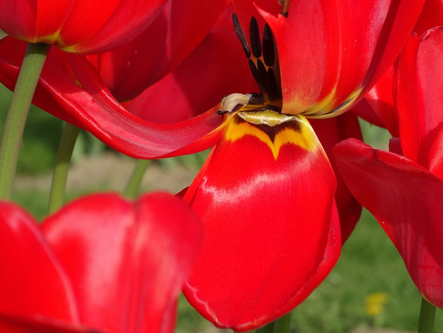 flower, close-up, red, macro, flowering, color, blossomed, spring HD wallpaper