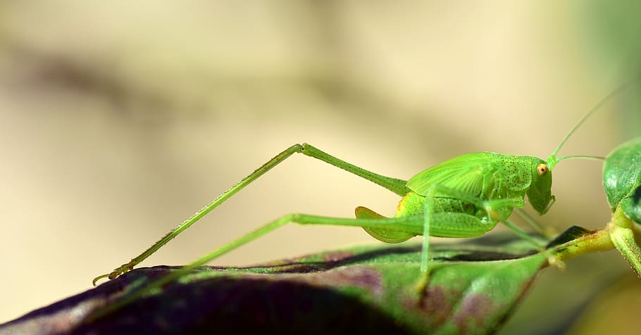 grasshopper, green, close, insect, nature, animal, viridissima HD wallpaper