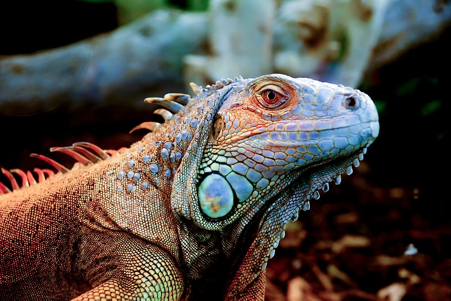 tilt shift lens photography of brown reptile, Lizard, Scale HD wallpaper