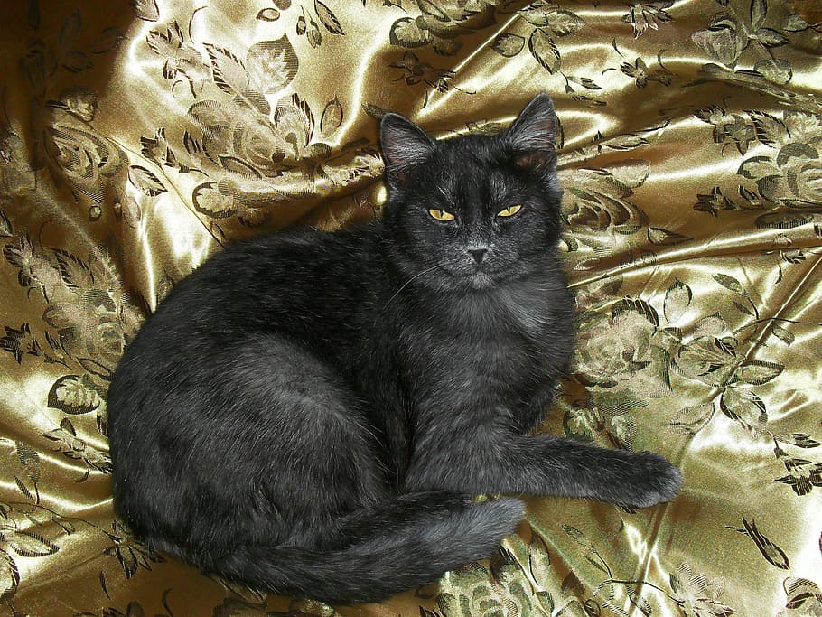 cat, handsome man, gray cat, mammal, domestic, domestic animals HD wallpaper