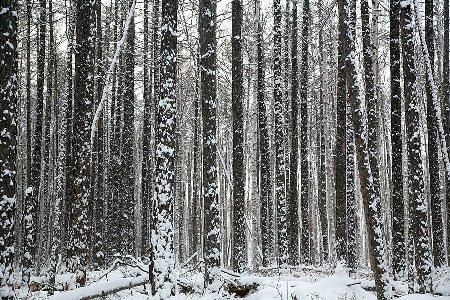 snow-covered woods, forest, trees, pine, larch, trunks, thicket HD wallpaper