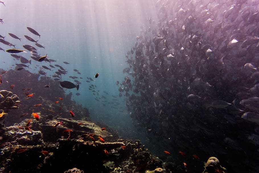 corals, fish, fishes, ocean, school of fish, sea, underwater HD wallpaper