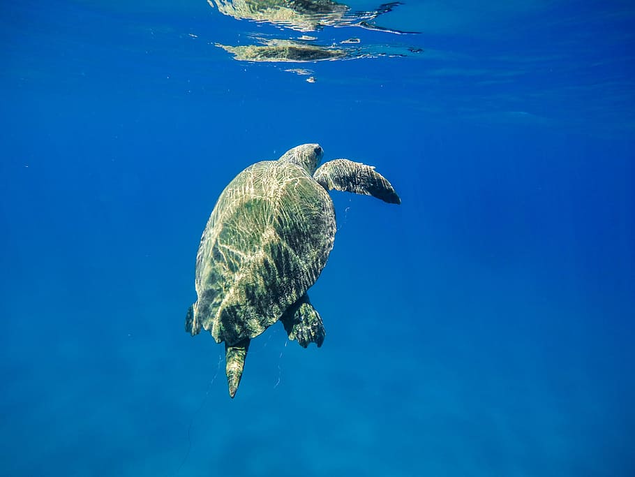 underwater photography of green turtle, sea turtle on body of water during daytime HD wallpaper
