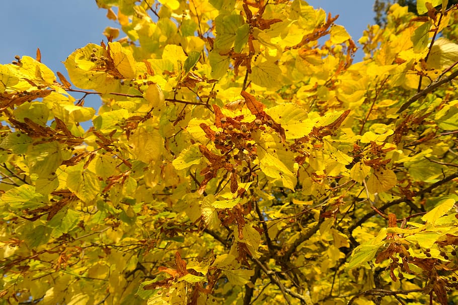 linde, tree, autumn, fall color, leaves, yellow, fall foliage HD wallpaper