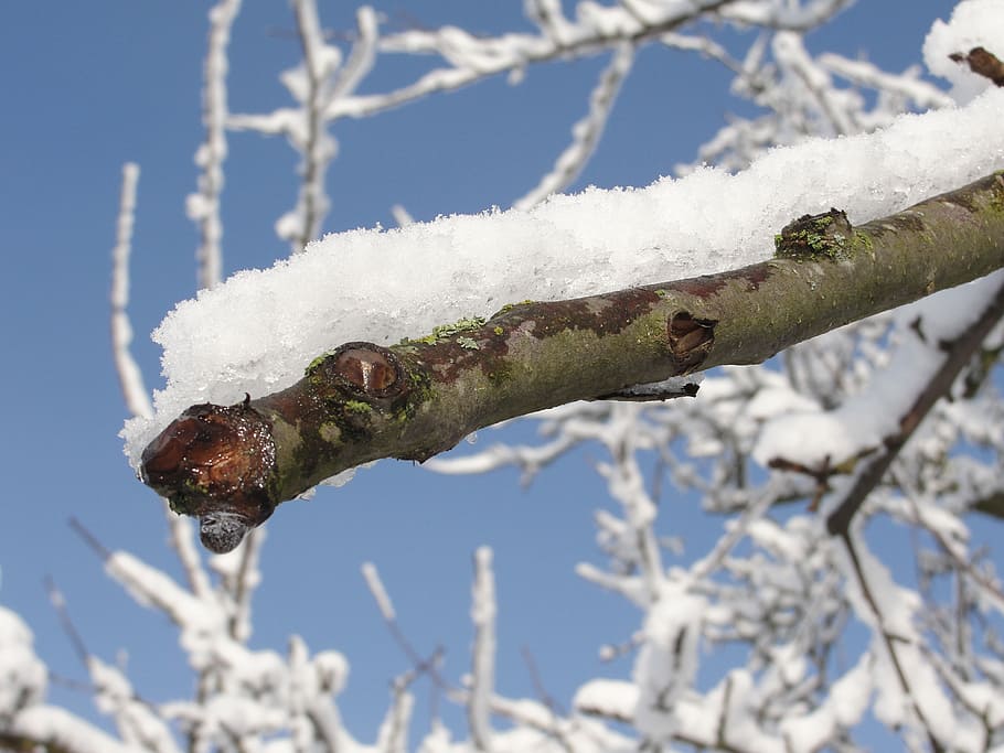 snow, branch, winter, cold, snowy, white, cold temperature HD wallpaper