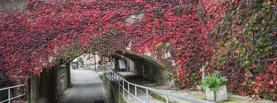 bridge, flowers, underpass, vines, plants, arch, bend, blossom HD wallpaper
