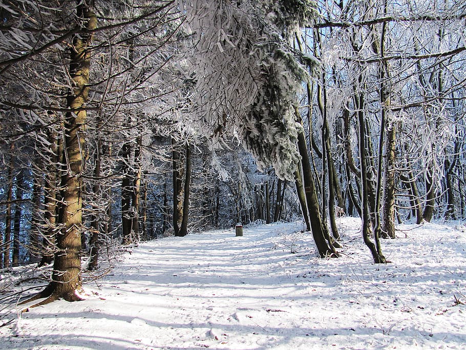 winter, forest, snow, landscape, tree, winter in the mountains HD wallpaper