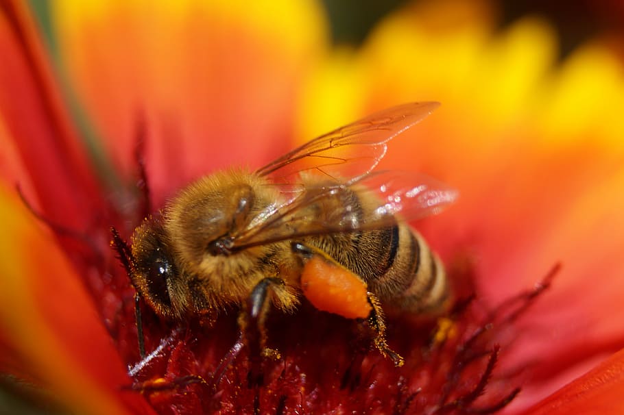 flower, bee, insect, blossom, bloom, macro, nature, garden HD wallpaper