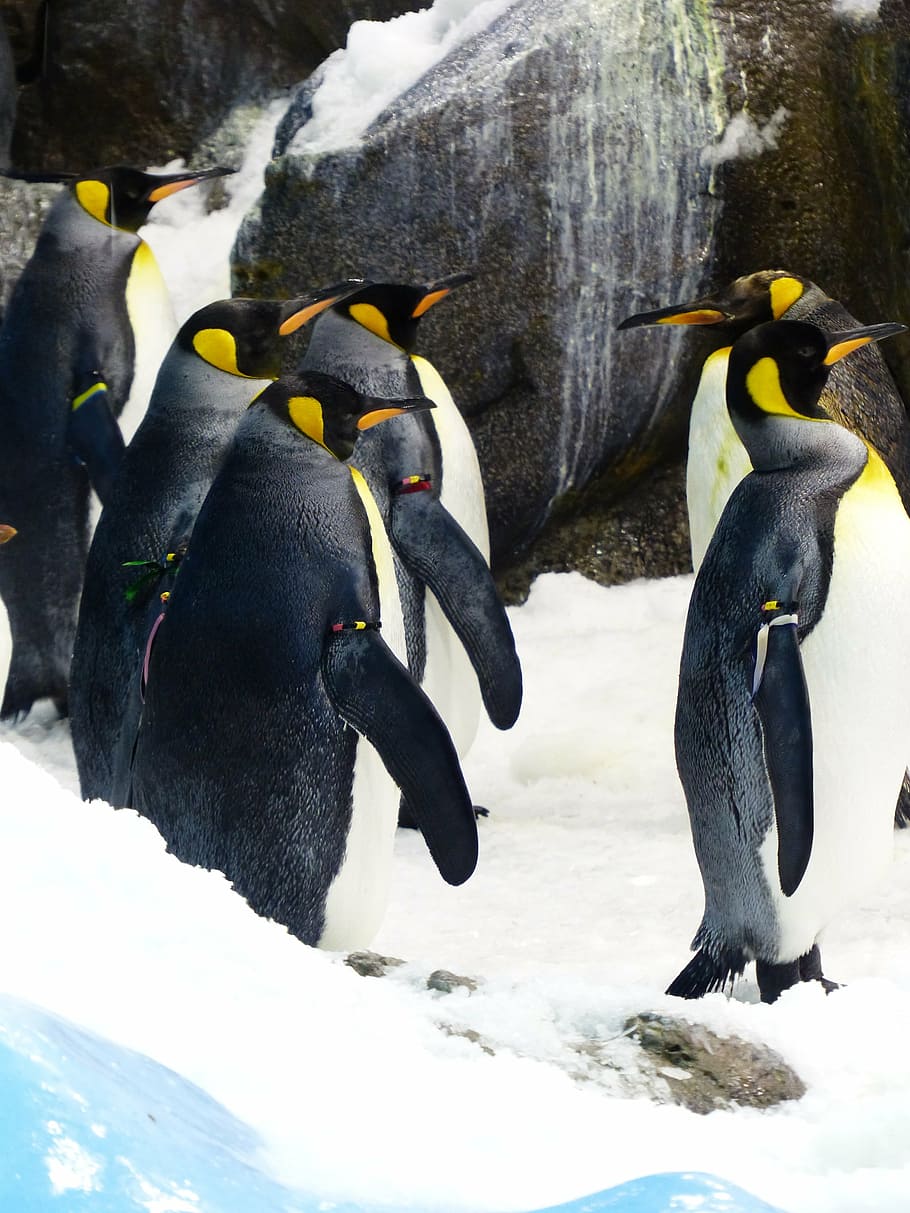 king penguins, aptenodytes patagonicus, spheniscidae, big penguin, HD wallpaper